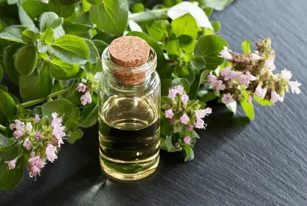 فروش عمده اسانس پونه طبیعی گرید A